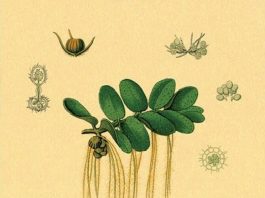 汤姆.奥托手绘彩色植物图谱 封面